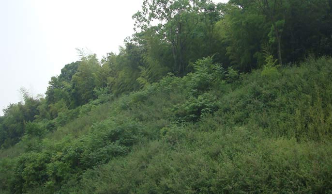 礦山復綠使國家公園復綠成果好，迸發勃勃生機